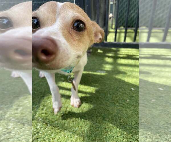 Medium Photo #2 Chihuahua-Unknown Mix Puppy For Sale in Tempe , AZ, USA