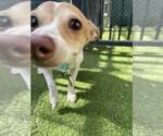 Small #1 Chihuahua Mix