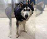 Small Siberian Husky