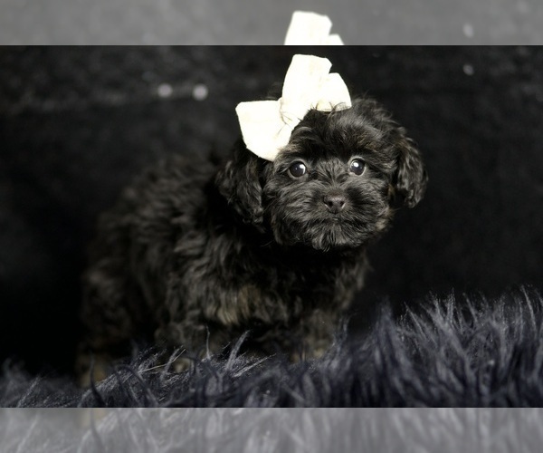 Medium Photo #14 Morkie Puppy For Sale in WARSAW, IN, USA