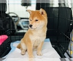 Small Photo #15 Shiba Inu Puppy For Sale in FREMONT, CA, USA