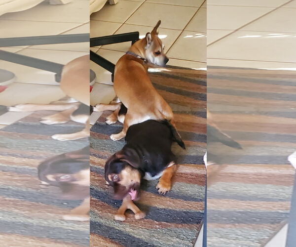 Medium Photo #5 Daug Puppy For Sale in Escondido, CA, USA