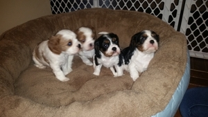 Cavalier King Charles Spaniel Puppy for sale in Glen Carbon, IL, USA
