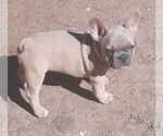 Small Photo #4 French Bulldog Puppy For Sale in COTTAGEVILLE, SC, USA