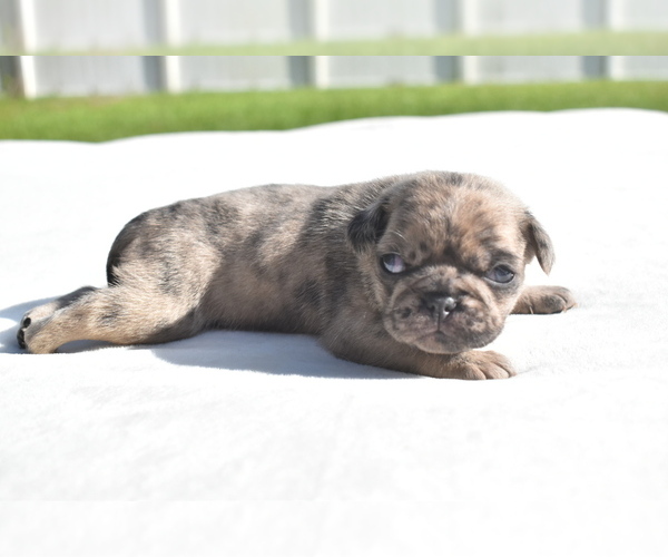 Medium Photo #5 Pug Puppy For Sale in PALM COAST, FL, USA