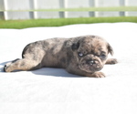 Small #4 Pug