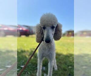 Poodle (Standard) Dogs for adoption in Pacolet, SC, USA