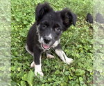 Small #3 Border Collie Mix