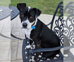 Small #11 American Pit Bull Terrier-American Staffordshire Terrier Mix