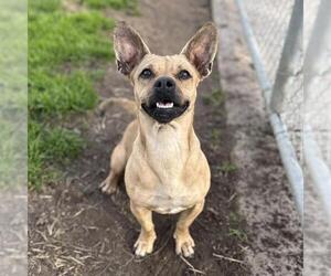 Chihuahua-Unknown Mix Dogs for adoption in Modesto, CA, USA