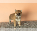 Small Photo #1 Shiba Inu Puppy For Sale in MILLERSBURG, IN, USA