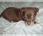 Image preview for Ad Listing. Nickname: CHIHUAHUAS