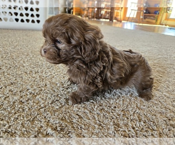 Medium Photo #2 ShihPoo Puppy For Sale in CARLYLE, IL, USA