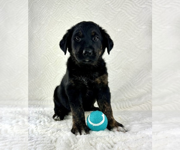 Medium Photo #3 Golden Shepherd Puppy For Sale in GREENFIELD, IN, USA