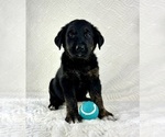 Small #2 Golden Shepherd