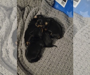 Dachshund Puppy for sale in SPIRO, OK, USA