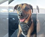 Small Beagle Mix