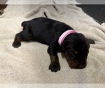 Small Photo #5 Doberman Pinscher Puppy For Sale in NEWTON, NC, USA