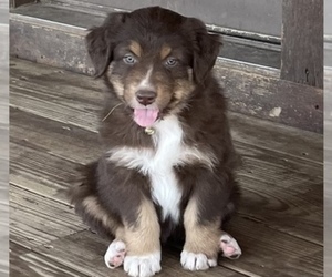 Australian Shepherd Puppy for sale in NEOSHO, MO, USA