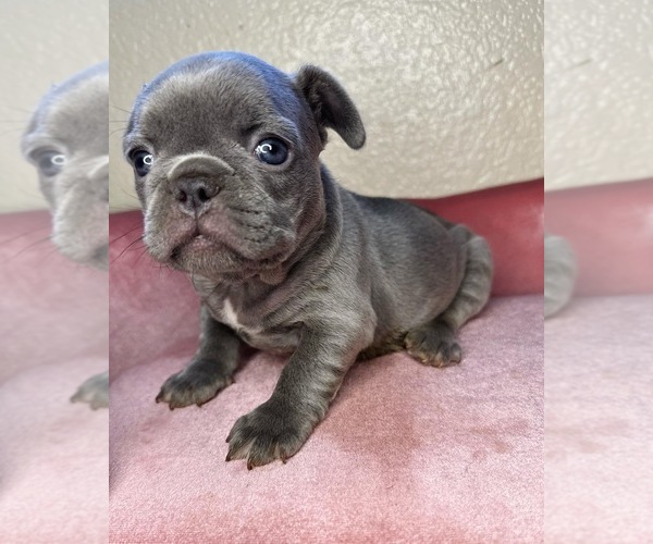 Medium Photo #6 French Bulldog Puppy For Sale in MENIFEE, CA, USA
