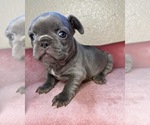 Small Photo #6 French Bulldog Puppy For Sale in MENIFEE, CA, USA