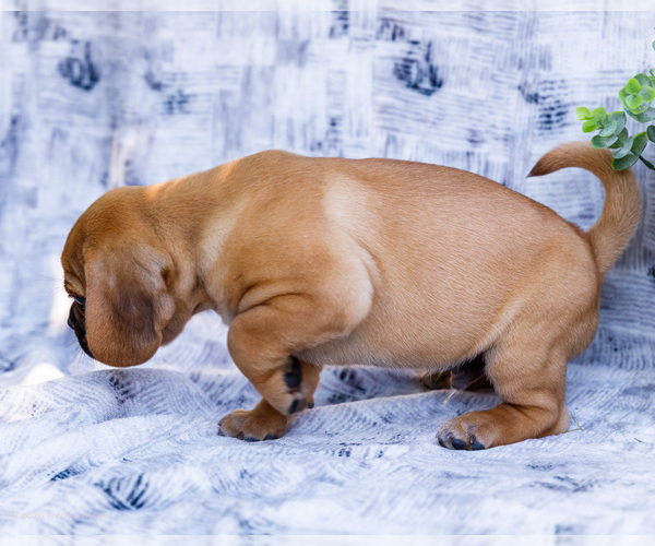 Medium Photo #3 Puggle Puppy For Sale in WAKARUSA, IN, USA