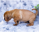 Small Photo #42 Puggle Puppy For Sale in WAKARUSA, IN, USA