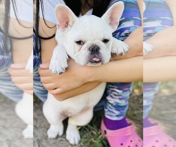 Medium Photo #14 French Bulldog Puppy For Sale in FREMONT, CA, USA