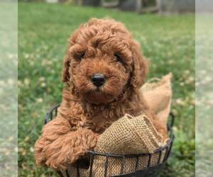 Poodle (Miniature) Puppy for sale in STATE COLLEGE, PA, USA