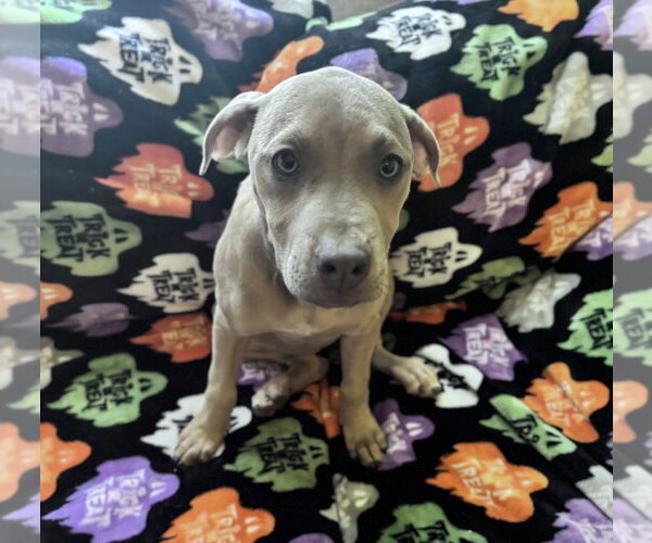 Medium Photo #1 Black Mouth Cur-Unknown Mix Puppy For Sale in Boston, MA, USA