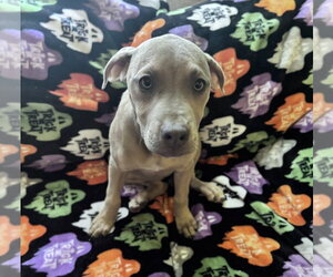 Black Mouth Cur-Unknown Mix Dogs for adoption in Boston, MA, USA