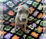 Waffle Fry Potato - Female Black Mouth Cur-Unknown Mix Dog for Adoption - Small photo