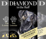 Small Plott Hound Mix