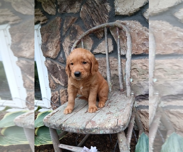 Medium Photo #23 Golden Retriever Puppy For Sale in GREENWOOD, WI, USA