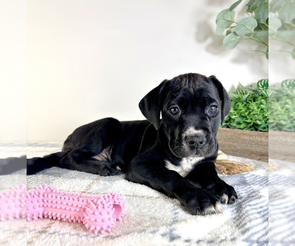 Medium Photo #1 Cane Corso Puppy For Sale in GREENFIELD, IN, USA