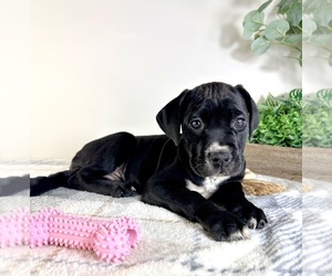 Cane Corso Puppy for sale in GREENFIELD, IN, USA