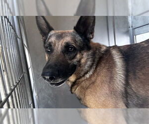 German Shepherd Dog Dogs for adoption in Downey, CA, USA