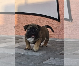 American Bully Puppy for sale in NORTH PORT, FL, USA