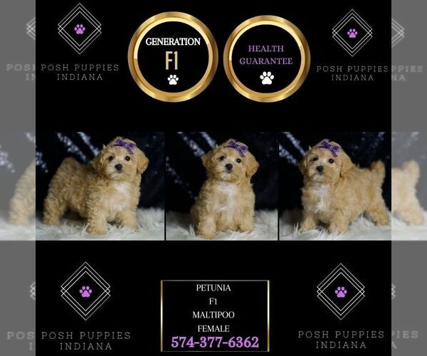 Medium Photo #2 Maltipoo Puppy For Sale in WARSAW, IN, USA