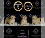 Small #1 Maltipoo