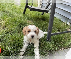 Goldendoodle (Miniature) Puppy for sale in TOMS RIVER, NJ, USA