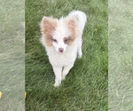 Small #1 Pomeranian