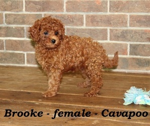 Cavapoo Puppy for sale in CLARKRANGE, TN, USA