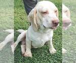 Small #8 Beagle