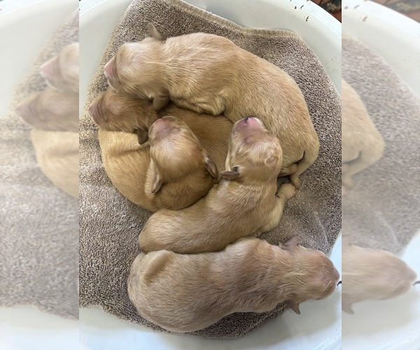Medium Photo #1 Golden Retriever Puppy For Sale in GREENEVILLE, TN, USA