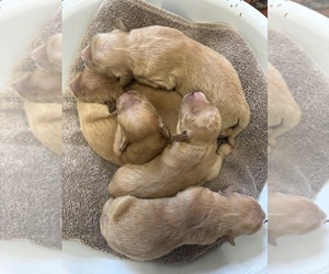 Golden Retriever Puppy for sale in GREENEVILLE, TN, USA
