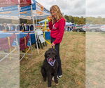 Small #1 Labrador Retriever