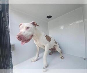 Staffordshire Bull Terrier-Unknown Mix Dogs for adoption in Houston, TX, USA
