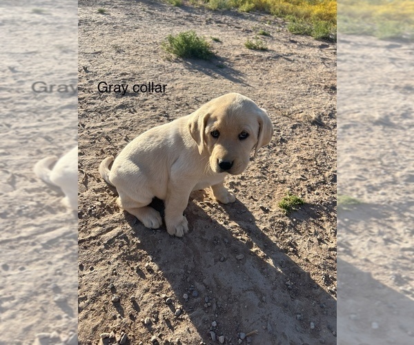 Medium Photo #8 Labrador Retriever Puppy For Sale in CASA GRANDE, AZ, USA