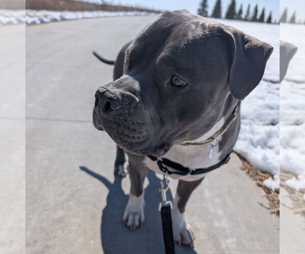 Medium Photo #8 American Pit Bull Terrier-Unknown Mix Puppy For Sale in Fargo, ND, USA